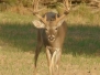 2005-2006 Deer