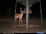 2011-2012 Deer